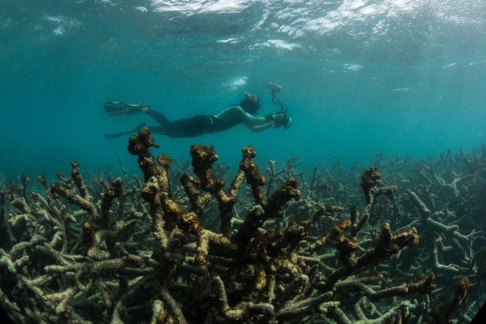 005_death_of_a_coral_reef