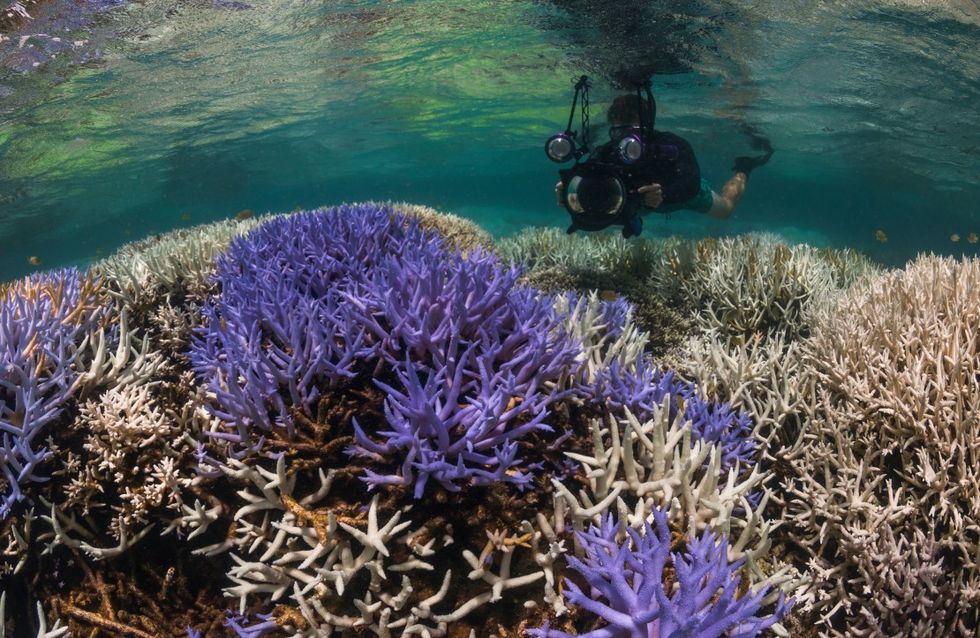 20-coral-bleaching-in-new-caledonia
