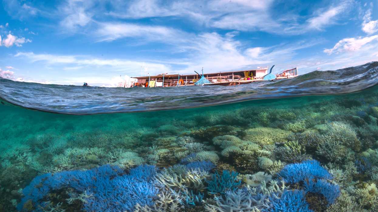 24-coral-bleaching-in-new-caledonia