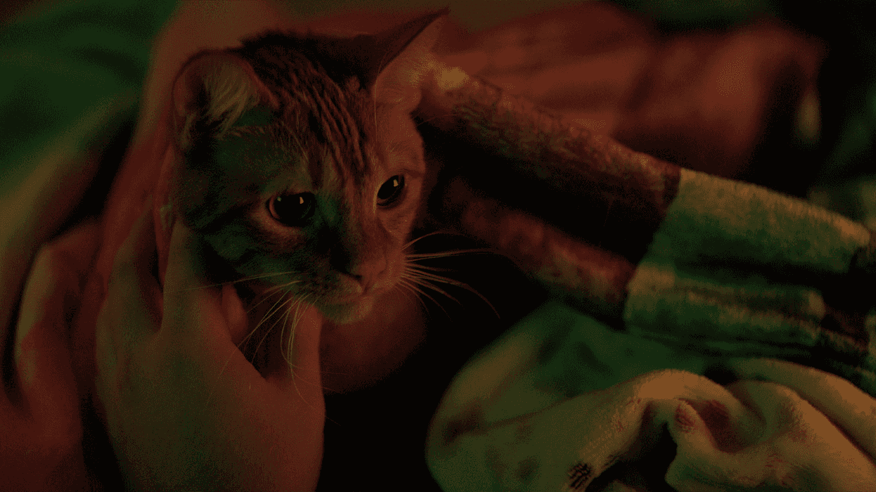 A cat being petted on a bed in 'Petunia'