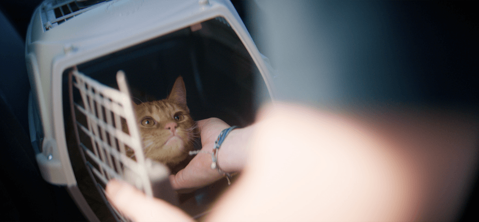 A cat in a crate in 'Petunia'