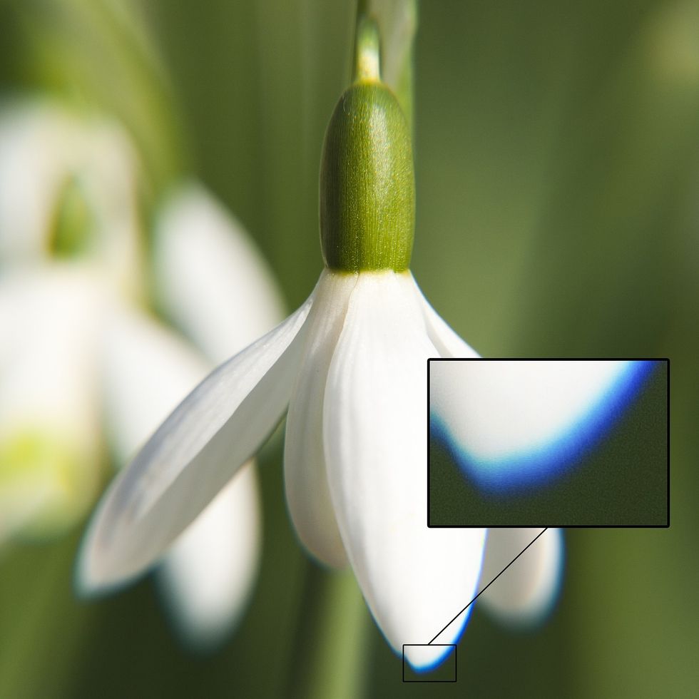 A flower showing chromatic aberration