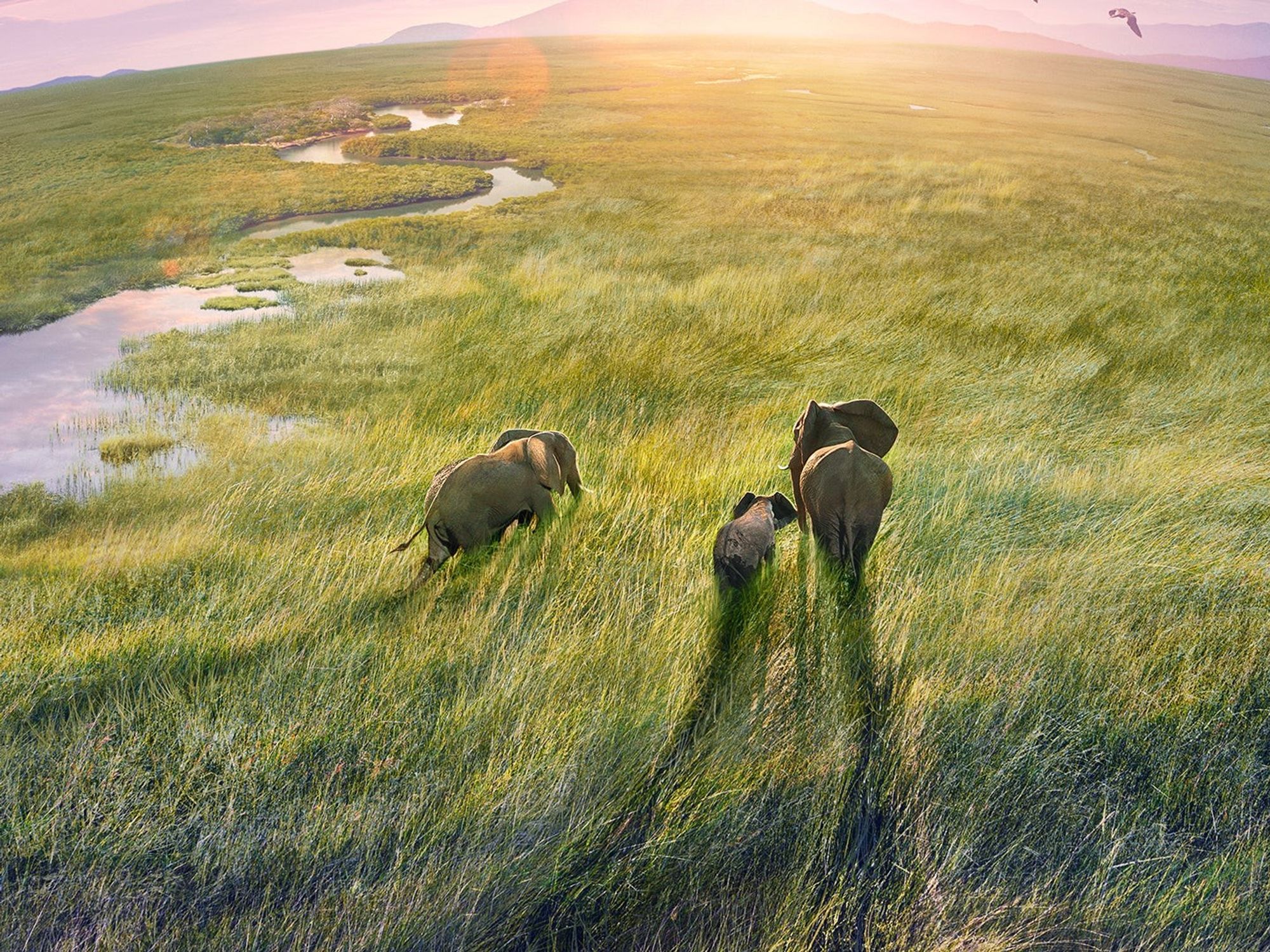Score the Animal World With the Composers of ‘Planet Earth III’