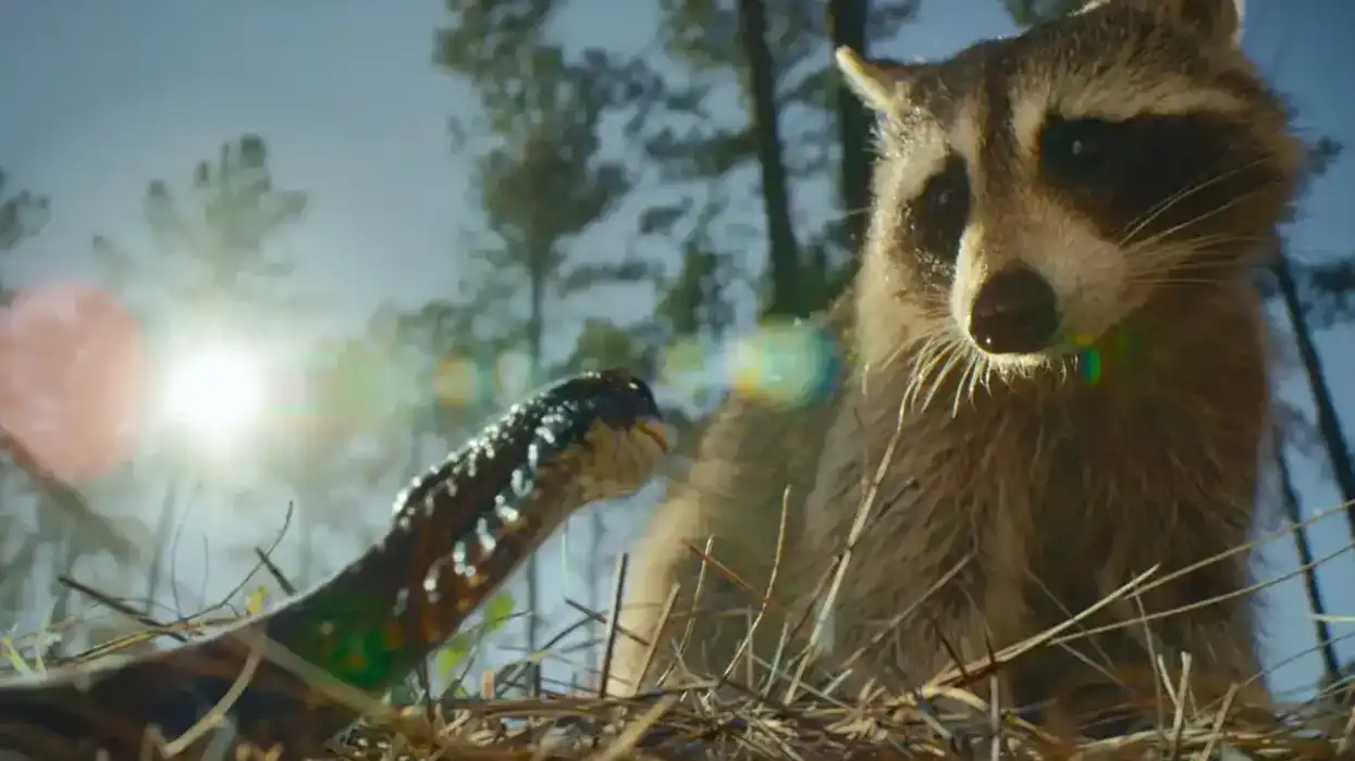 An interview with the composers of 'Nightmares of Nature'