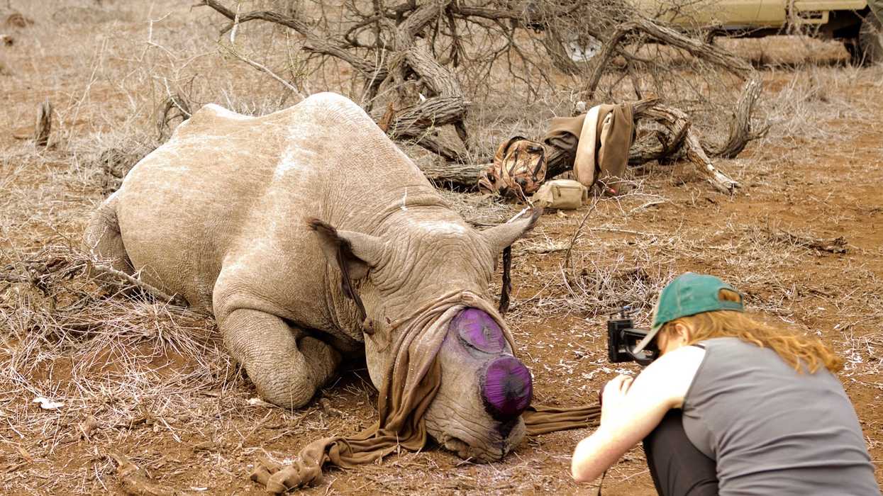 Arianna Lapenne with National Geographic Explorer, investigating the debate over whether to legalize the harvesting of re-growable rhino horn in South Africa at Hluhluwe-Umfolozi Park.