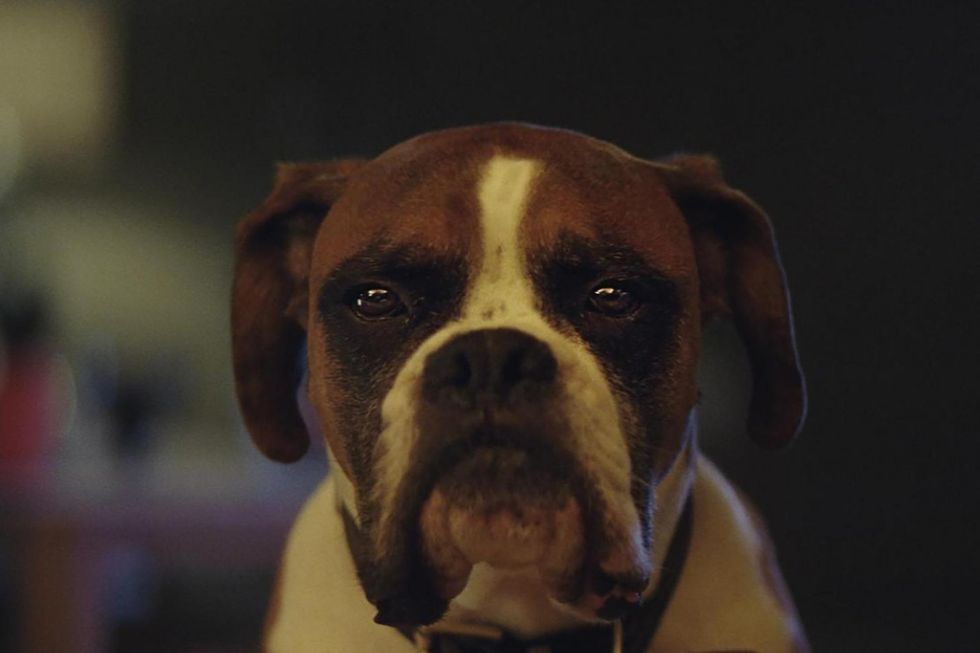 Buster-the-boxer-john-lewis-christmas-ad-05_0