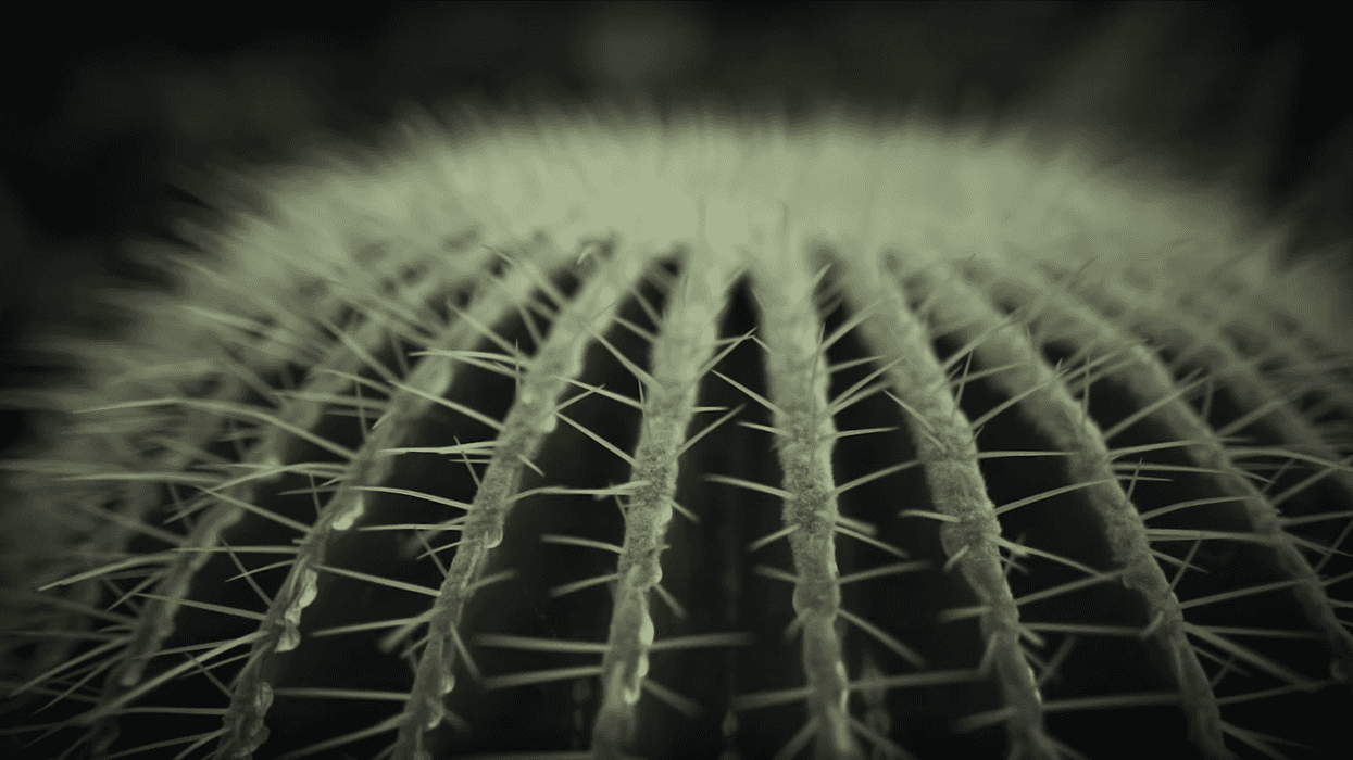 Cactus