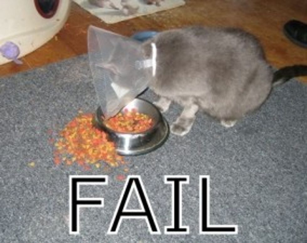 Catcollar-fail-284x225