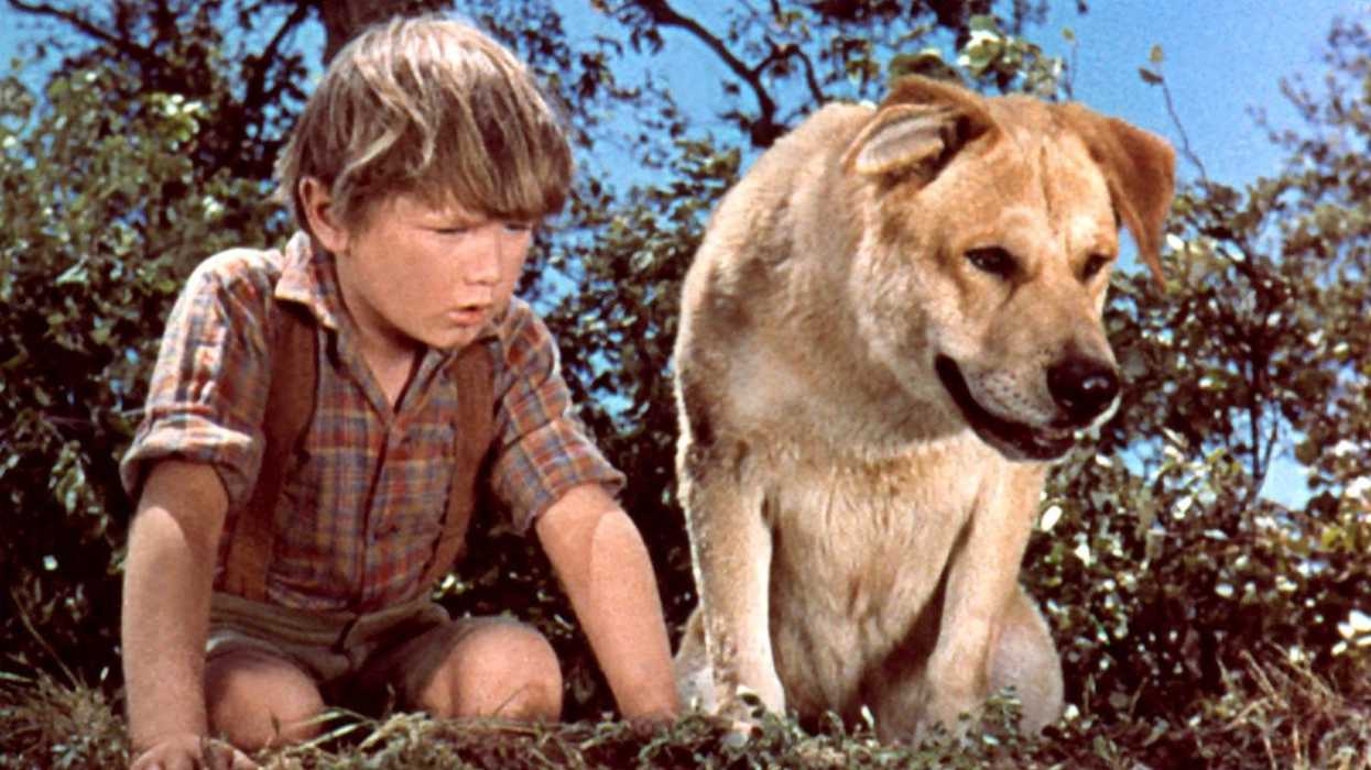 cats and dogs cinematic deaths old yeller garfield no film school