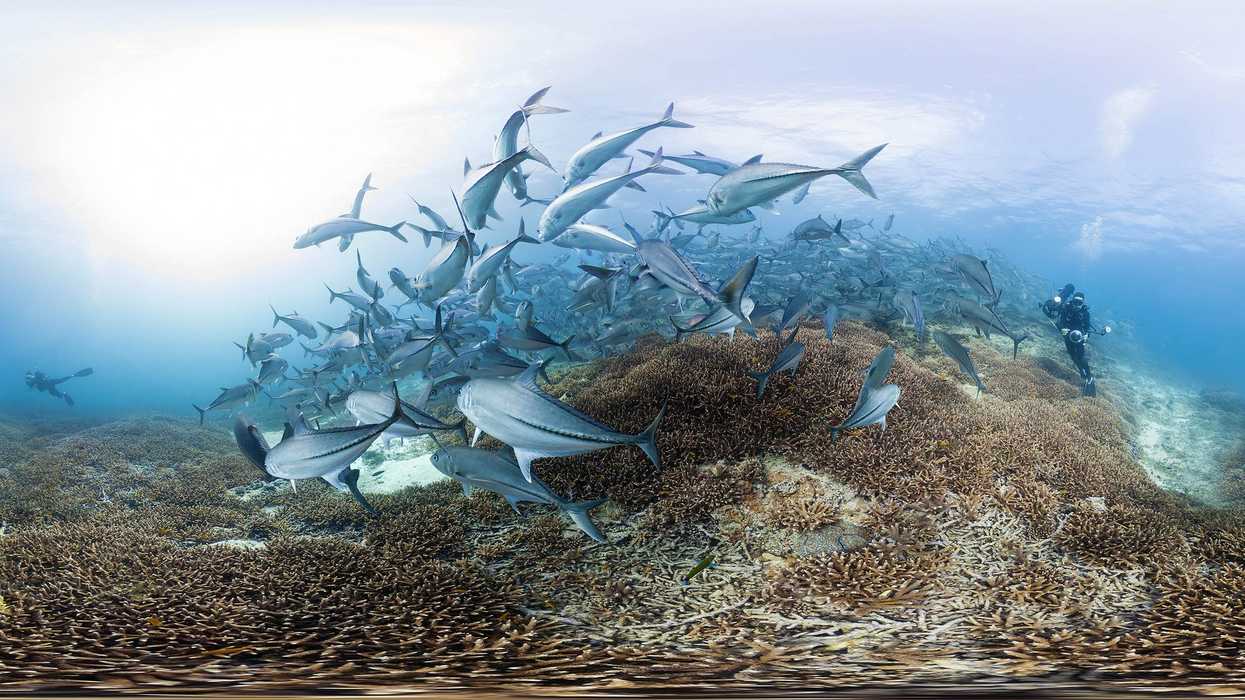 Chasing_coral_1