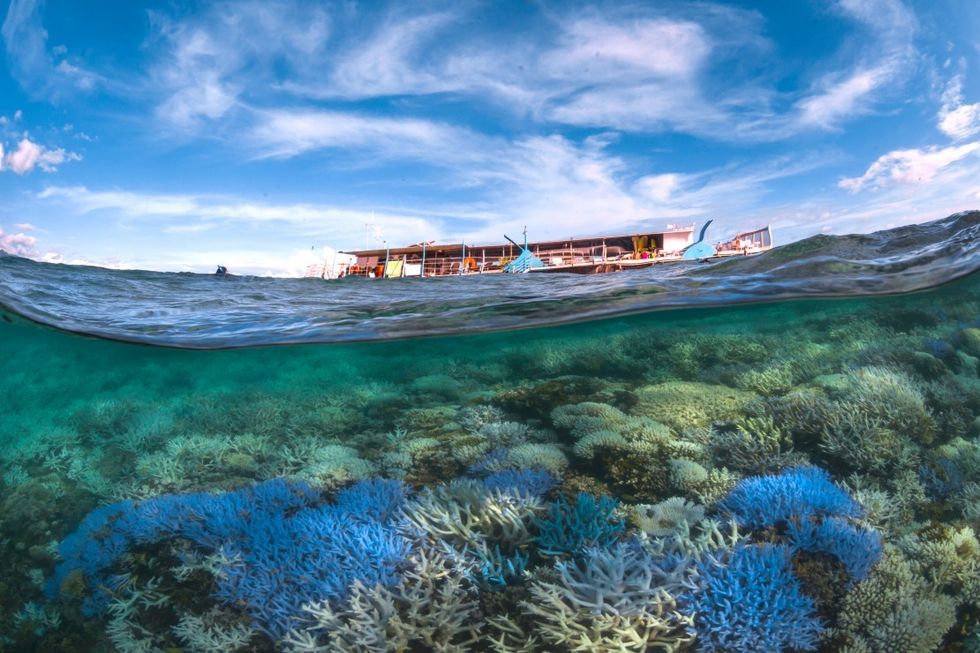 Chasing Coral
