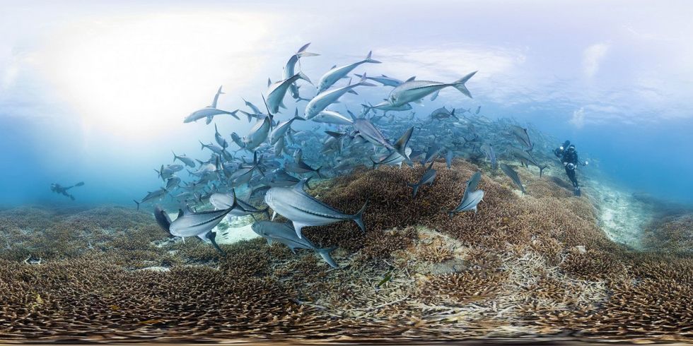 Chasing_coral