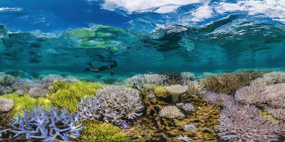 Chasingcoral_0