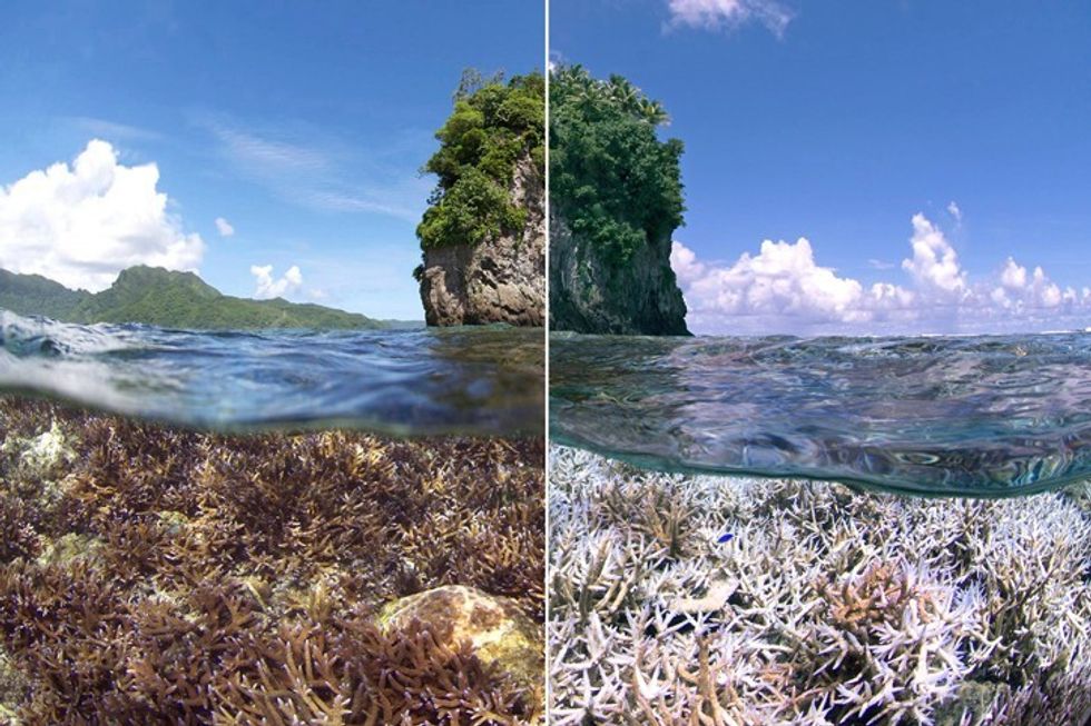 Content_c1-courtesy-of-the-ocean-agency-xl-catlin-seaview-survey
