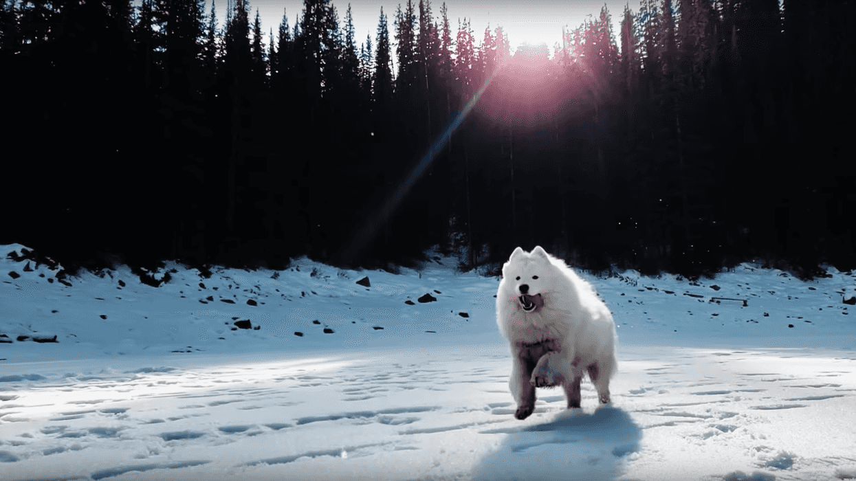 Dog_0