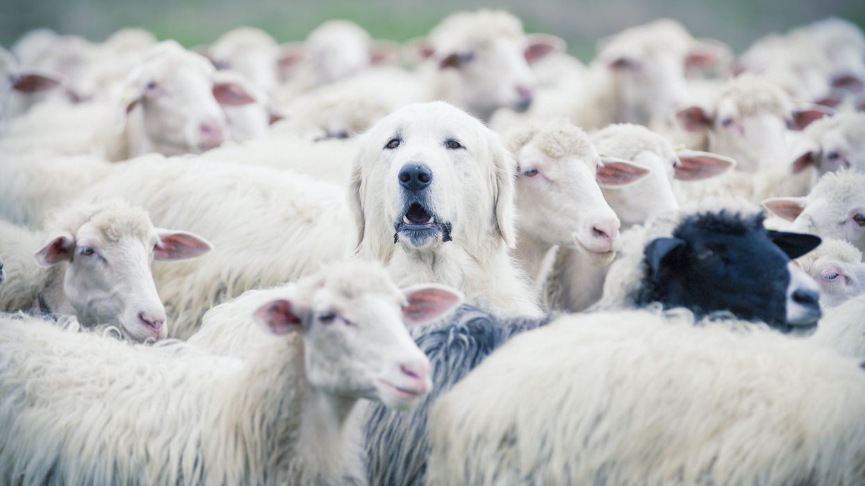 Dog in a herd of sheep