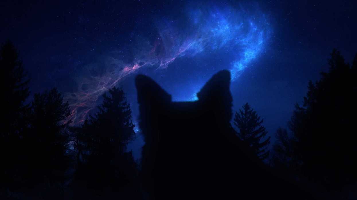 Doginthewoods_0