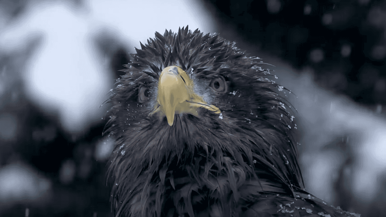 Eagle Flies Over Paris with Sony Action Camera