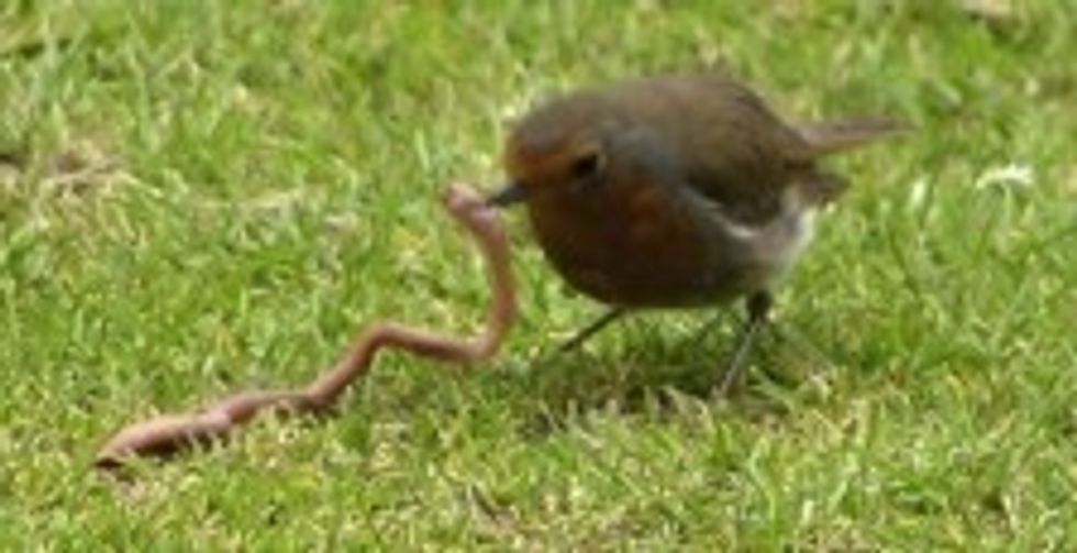 Early-bird-2-224x115