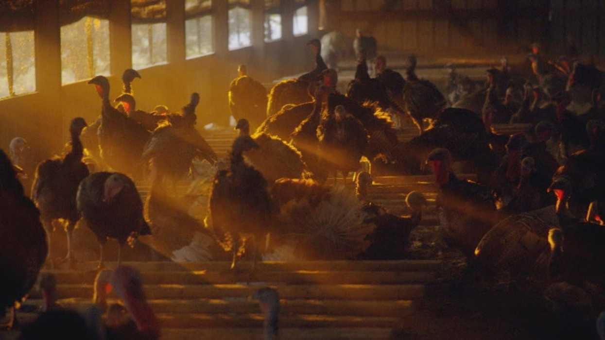 Eating Animals