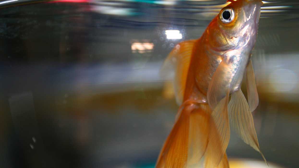Goldfish