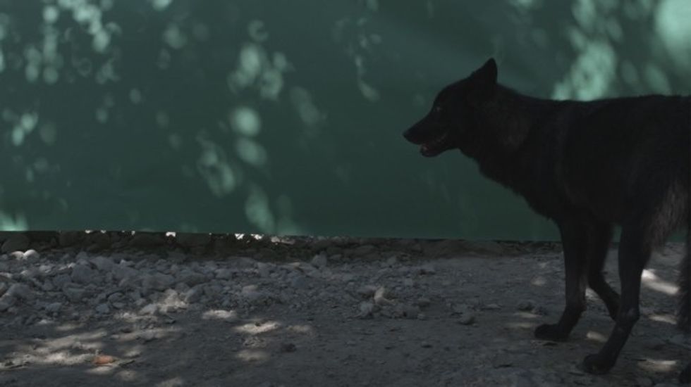Grp_wolf