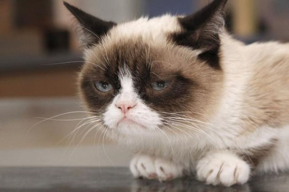grumpy cat