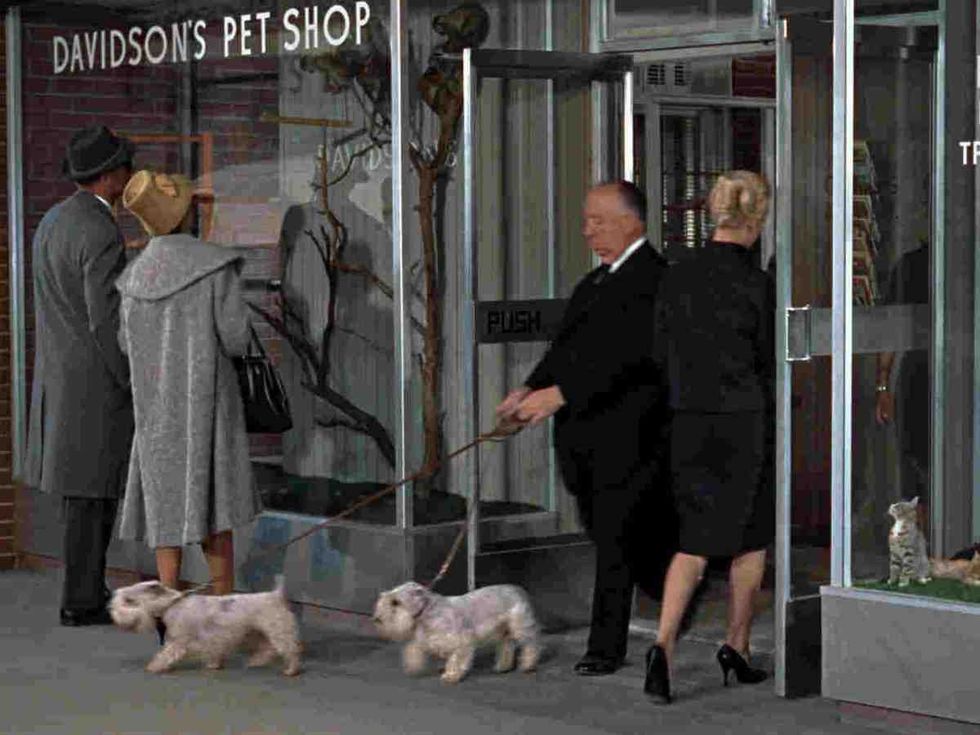 Hitchcock''s cameo in The Birds, 1963