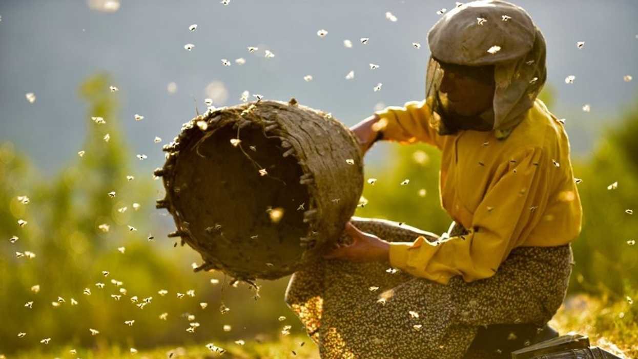 Honeyland-still-1_32160260138_o-h_2019