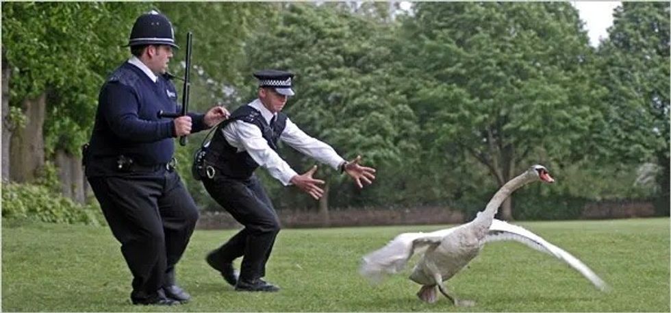 Hot_fuzz_goose_chase_