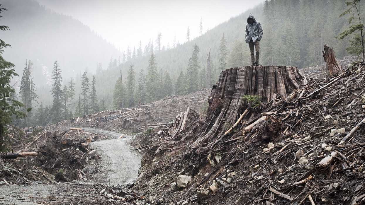 If A Tree Falls Documentary