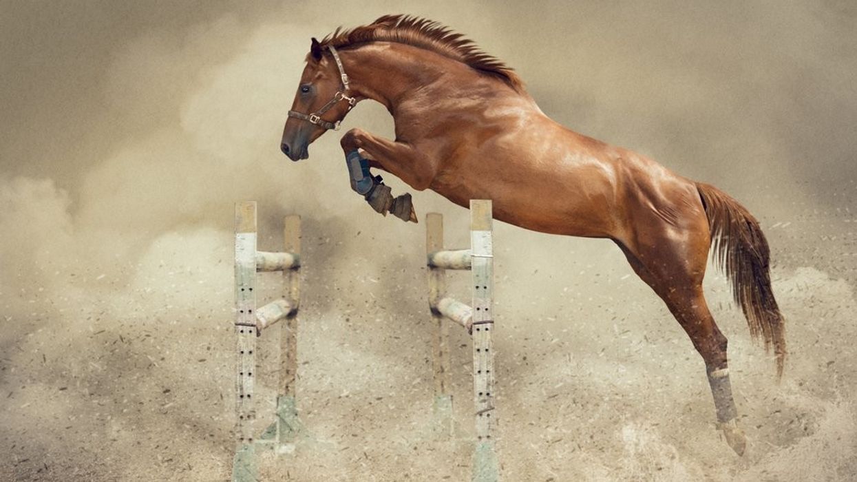 Image of horse jumping