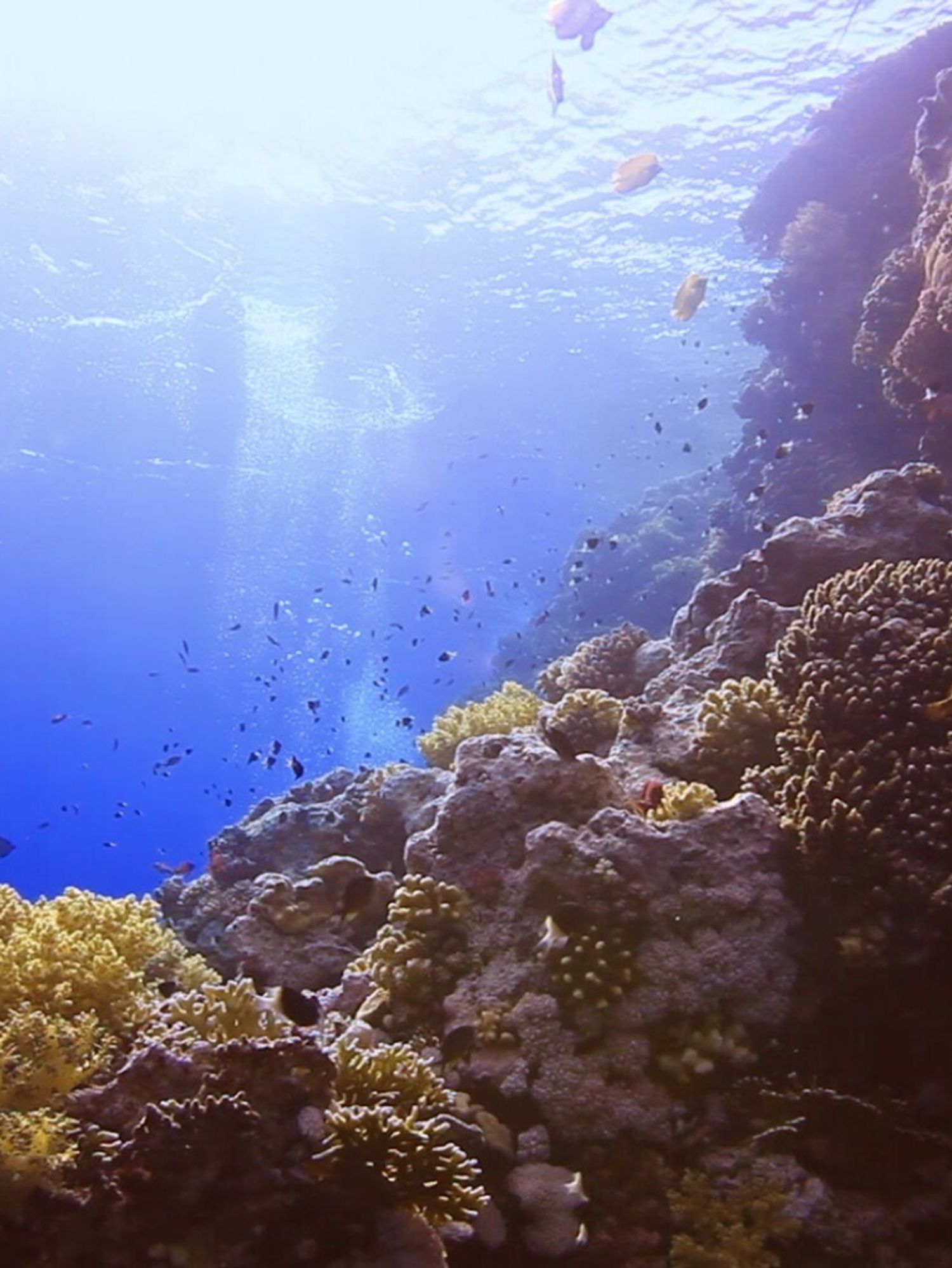 Master the Art of Shooting Up to 120 Meters Underwater