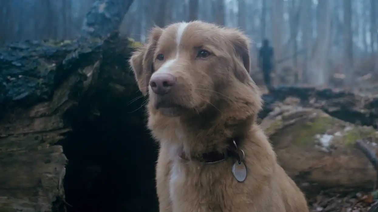 Indy the Dog in Good boy