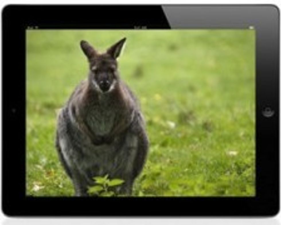 Ipad_wallaby1-224x180