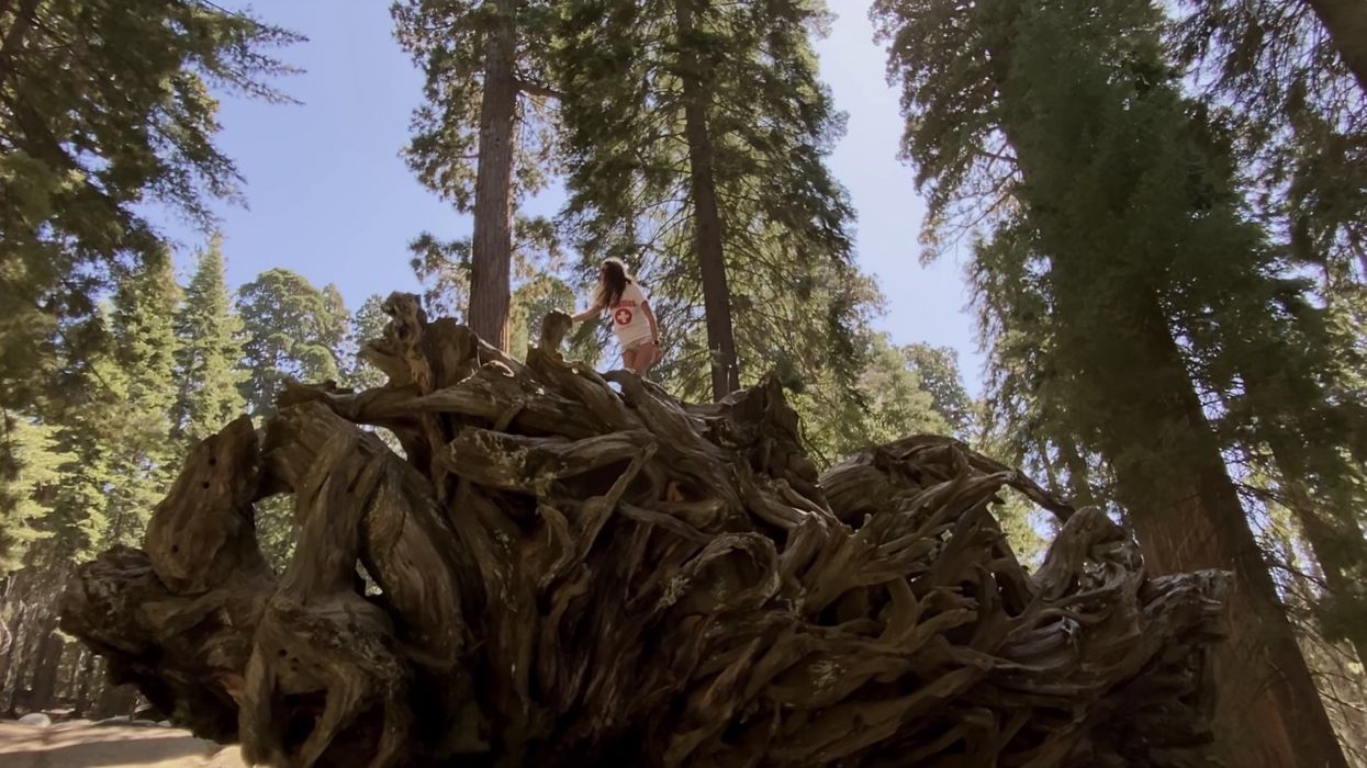iPhone 11 Test Sequoia