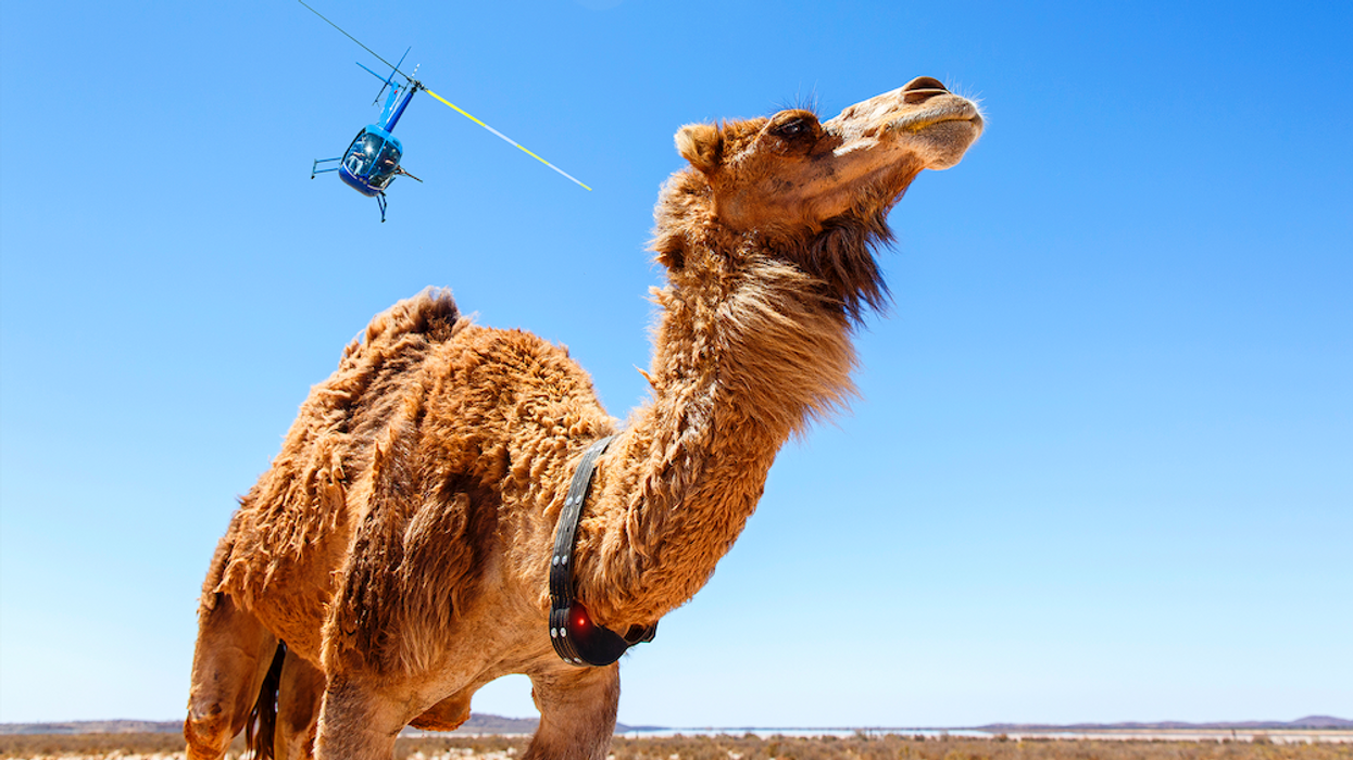Judas_collar_-_camel_and_helicopter_-_photo_credit_jessica_wyld_0