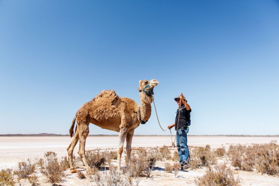 Judas_collar_-_judas_sonic_and_camel_wrangler_chris_ohora_-_photo_credit_jessica_wyld