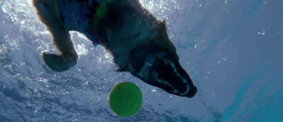 Knight_of_cups_underwater_dog