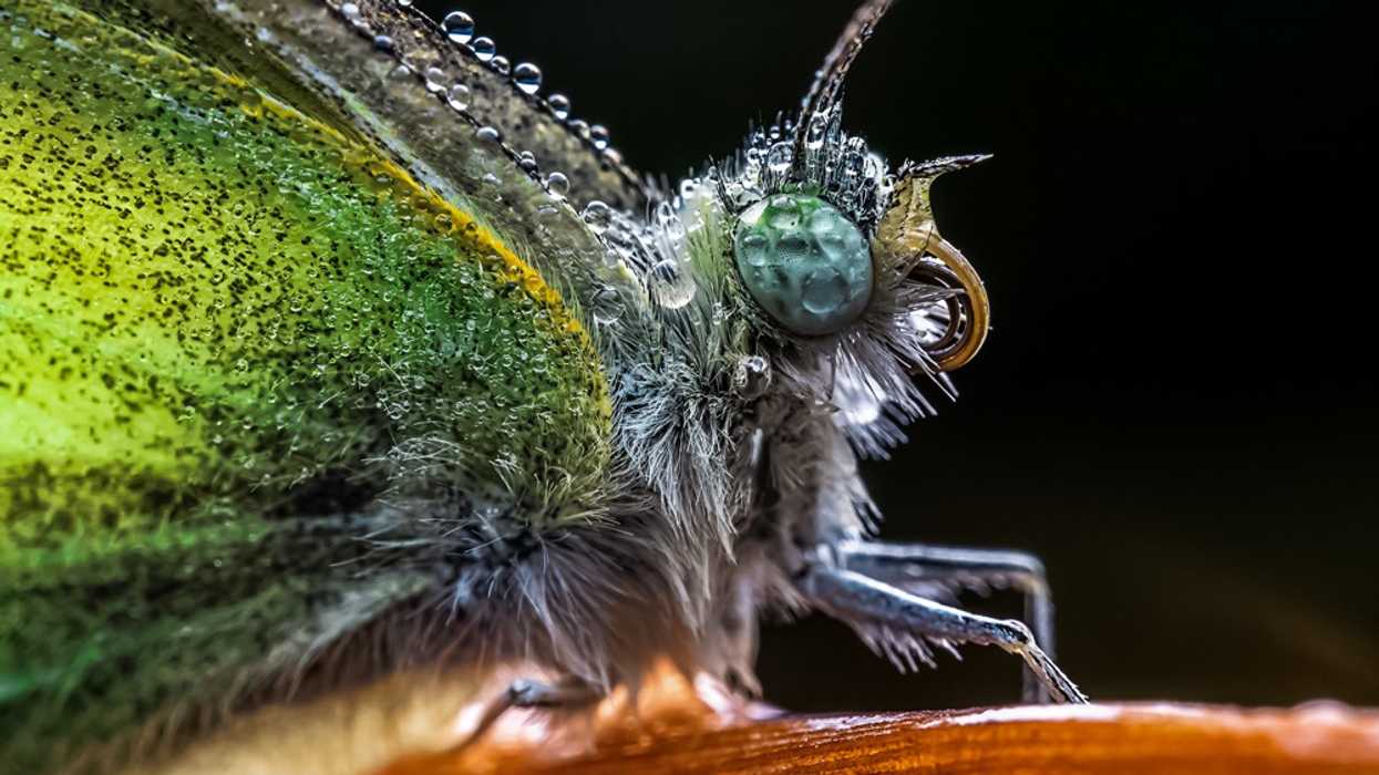 Laowa 65mm Macro