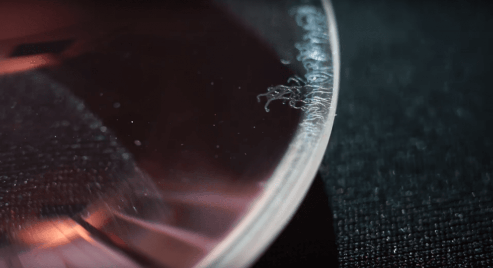 Lens_fungus