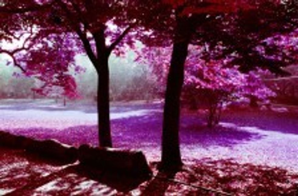 Lomography-lomochrome-color-negative-kodak-aerochrome-infrared-ir-35mm-120-film-stock-celluloid-2-224x147