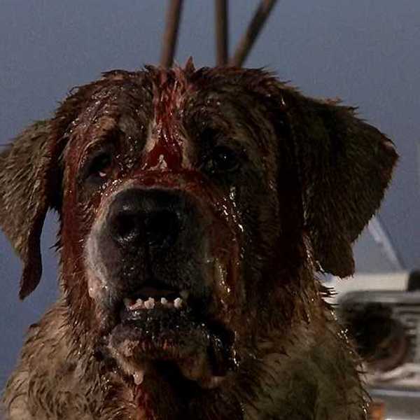 Meanest Horror Animals in Cinema History