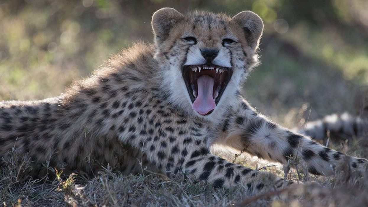 Nat Geo Wild Man Among Cheetahs