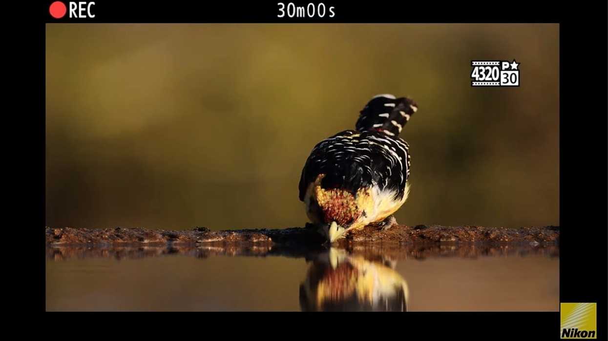 Nikon_z9