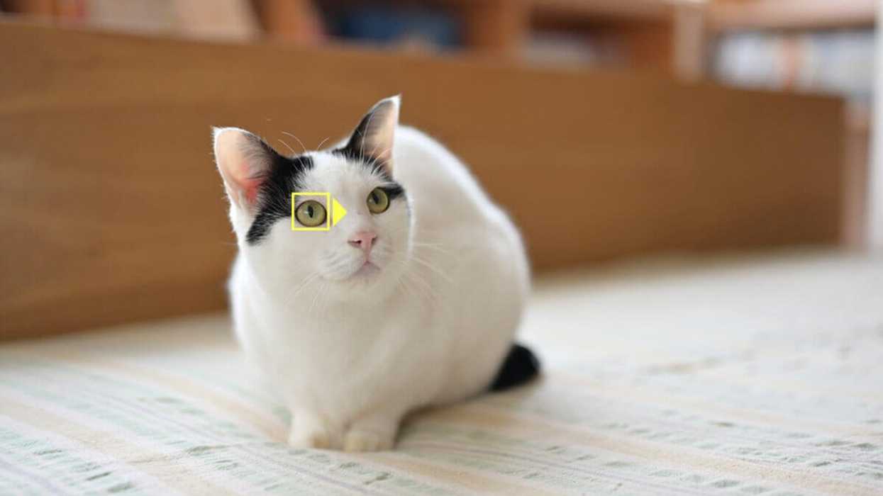 Nikonaf