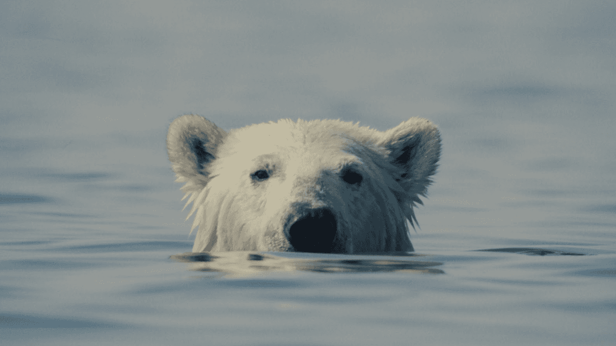 Nuisance Bear