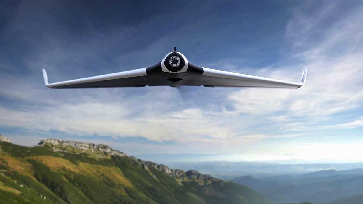 Parrot-disco-2