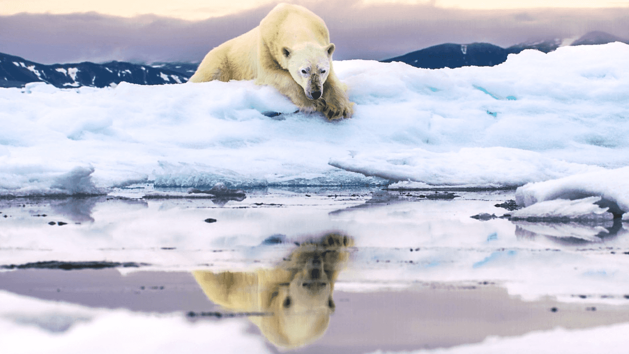 Polar_bear_frozen_planet_ii_