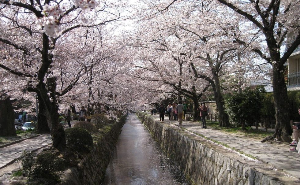 Program_thetsunamiandthecherryblossoms2x